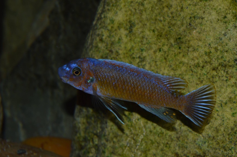 Labeotropheus trewavasae 'Lion's Cove'